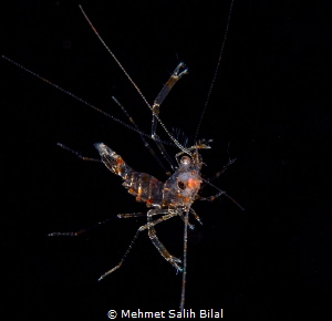 A shrimp at black water dive, Romblon. by Mehmet Salih Bilal 